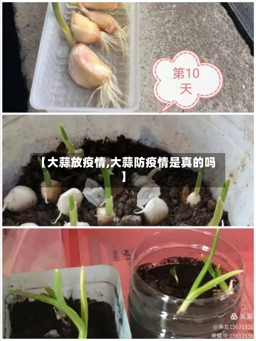 【大蒜放疫情,大蒜防疫情是真的吗】-第3张图片