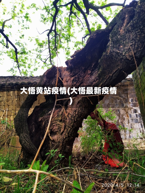 大悟黄站疫情(大悟最新疫情)