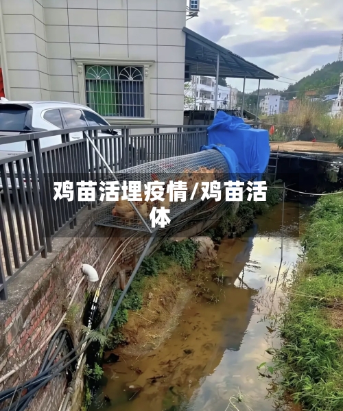 鸡苗活埋疫情/鸡苗活体-第2张图片